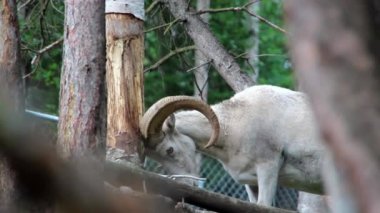 Kayalık dağ Bighorn koyun Ram