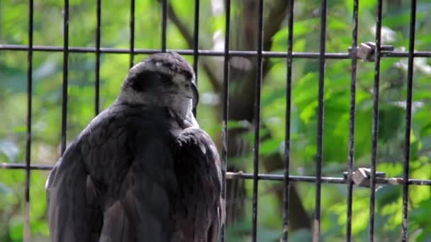 Gran halcón salvaje en jaula — Vídeo de stock