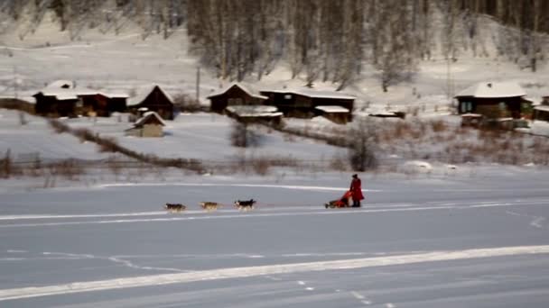 Equipo Husky en Snowy Village — Vídeo de stock