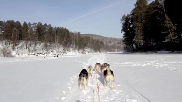 Husky equipo corriendo — Vídeo de stock