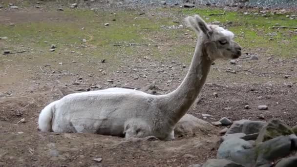 Lama má odpočinek — Stock video