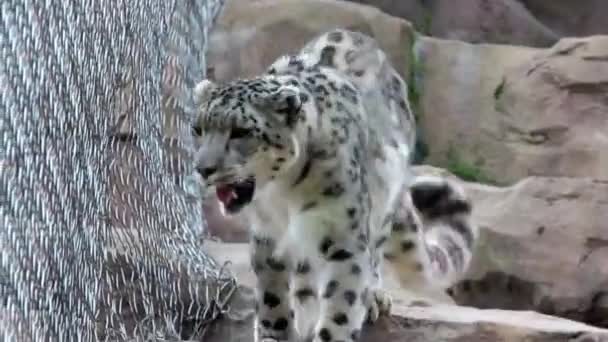 Leopardo caminando cerca de la jaula — Vídeo de stock