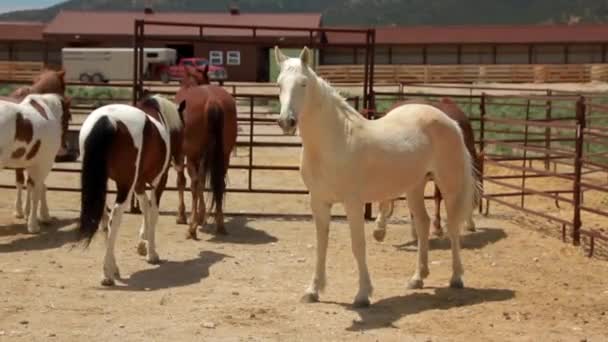 Mustangs no rancho — Vídeo de Stock