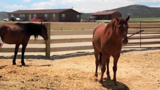 Mustang a Ranch — Stock videók