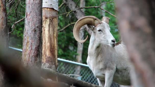 Rocky Mountain Bighorn Sheep Ram — Stock Video