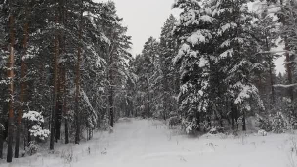 Chemin dans Forrest enneigé 