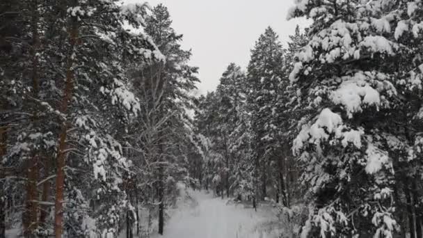 Karlı Forrest yolundaki üzerinde uçuş — Stok video