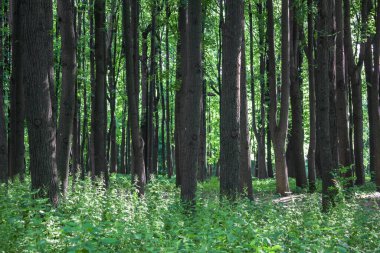 Yazın arka planında ağaç gövdeleri taze yeşil orman ve çimenler.