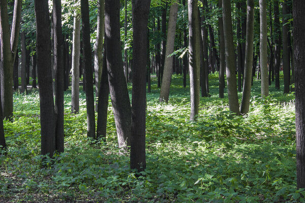летний ярко-зеленый густой лес со свежей травянистой луг