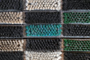 farklı renkte farklı ayakkabı fırçaları ve tüyleri var. kabaca yüzey dokusu