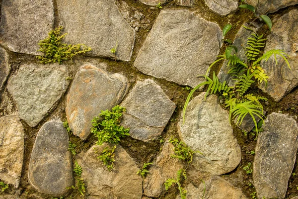 小さな緑の植生を持つ大きな不均一な天然石の壁 苔で壁を 壁の表面のざらざら感 灰色と白の石 — ストック写真