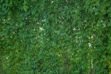 Şebekede yaprakları olan yeşil dallar