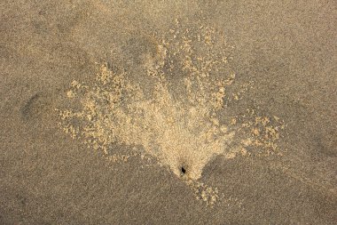 Gri kumdaki siyah yengeç ini. Doğal yüzey dokusu
