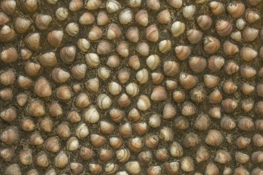 Kirli kahverengi ve beyaz deniz kabukları duvarda çimentoda. kabaca yüzey dokusu