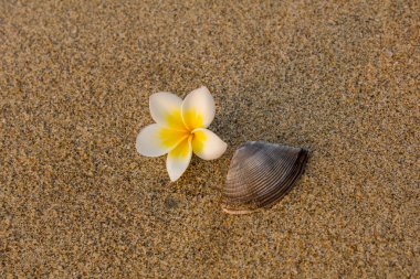 Taze sarı frangipani çiçeği ve kahverengi kabuk Bulanık kum üzerinde uzanır