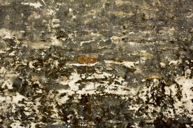 Yeşil yosun lekeli gri beyaz kahverengi taş duvar. Doğal kaba yüzey dokusu