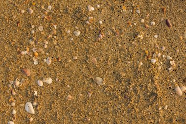 Kumsalda kumsalda kara delikler ve deniz kabukları var. Doğal yüzey dokusu