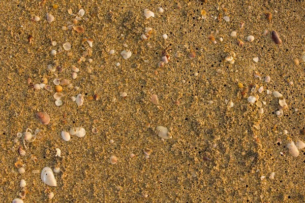 黒の穴と貝殻が閉じられたビーチの砂 表面の自然な質感 — ストック写真