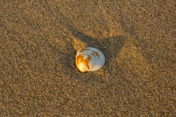 Coquille Rouge Blanche Trouve Sur Sable Flou Fermer — Photo