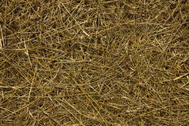 Sarı kuru otlar eşit şekilde yerde yatar. Doğal yüzey dokusu