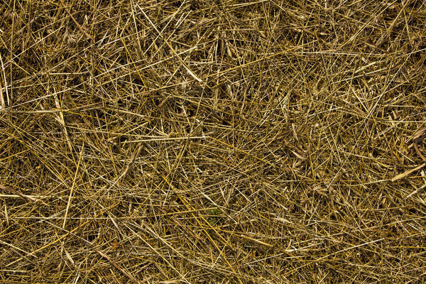 Желтая сухая трава лежит на земле равномерно. натуральная текстура поверхности