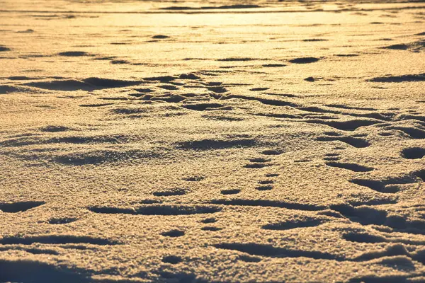 Selective Focus Lots Footprints Soft Shining Highlighted Snow Wintertime Dawn — Stock Photo, Image