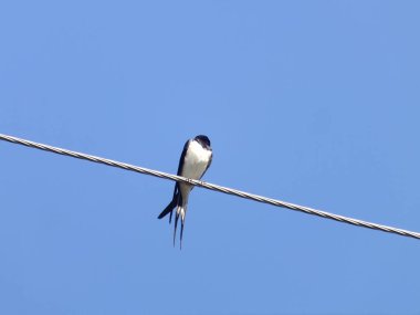 Gündüz vakti açık mavi bulutsuz gökyüzüne karşı uzun ince bir kablo üzerinde dinlenen yetişkin Kırlangıç 'ın altından 
