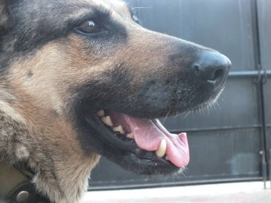 Yetişkin Alman çoban köpeğinin ağızlığının yan görüntüsü gün içinde dili dışarı fırlamış bir şekilde önümüze bakıyor. 