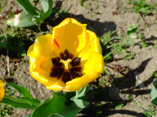 Parlak sarı üst manzara laleyi açtı baharda güneş ışığında yere düşen gölge. 