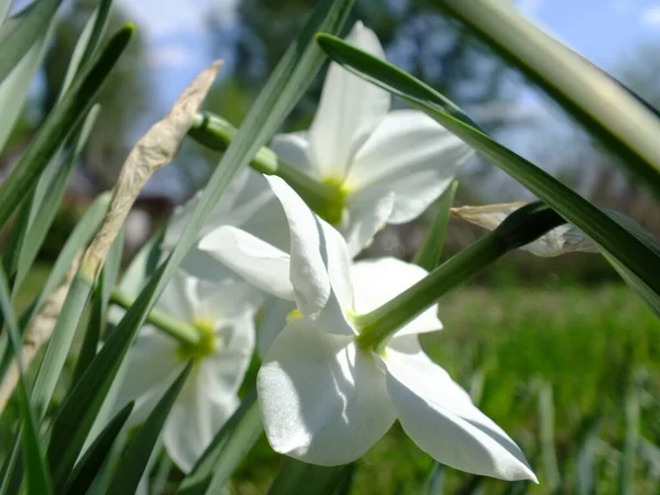 Daffodil 'in beyaz çiçeklerinin seçici odak noktası. Uzun ince sapları ve ilkbaharda güneş ışığında çiçek tarhında yeşil yaprakları var. 