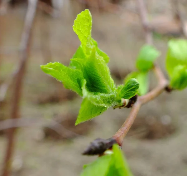 Bahçedeki uzun kahverengi ince dalda parlak mavi yapraklar baharda bulanık arkaplanda 