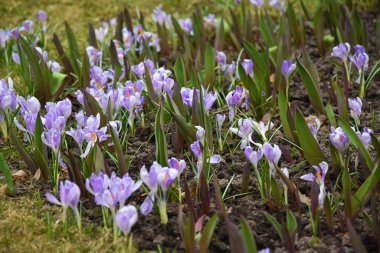 Küçük narin ışıklarla dolu bir çerçeve. Güneş ışığında mor bahar çiçekleri.