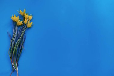 Parlak sarı bahar çiçekleri, yeşil yapraklı parlak sarı yapraklar ve parlak mavi arkaplanlı yeşil yapraklar.