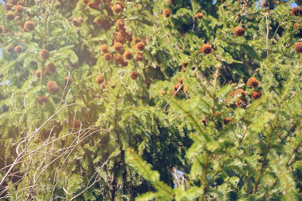Düşük açı, açık mavi bulutsuz gökyüzüne karşı küçük iğneli bir sürü yeşil dalları olan uzun ladin.
