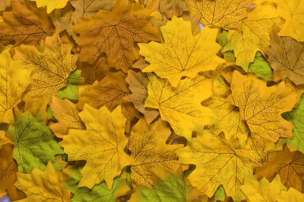 Sonbaharda birçok farklı renkte yaprağın üst görünümü