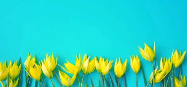 Parlak sarı bahar çiçekleri, yeşil yapraklı parlak sarı yapraklar ve parlak mavi arkaplanlı yeşil yapraklar.