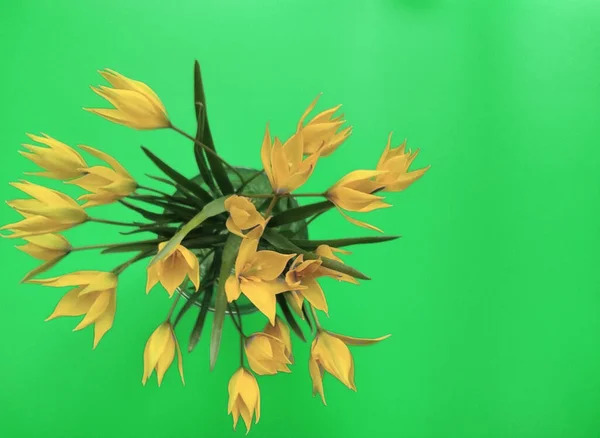 Parlak sarı bahar çiçekleri, yeşil yapraklı parlak sarı yapraklar ve parlak mavi arkaplanlı yeşil yapraklar.