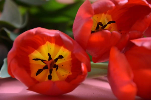 Sonbaharda birçok farklı renkte yaprağın üst görünümü
