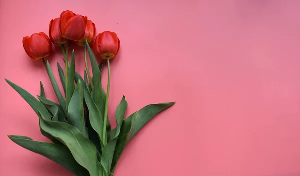 İnce yeşil saplı, narin yaprakları açık pembe arka planda yeşil yaprakları olan canlı kırmızı bahar lalelerinin üst manzarası.