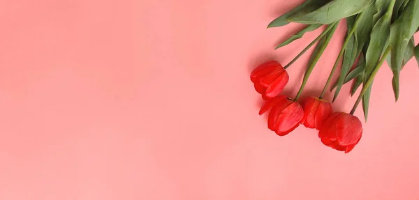 Pembe arka planda yeşil yapraklı, uzun ince saplı, narin yapraklı, canlı kırmızı bahar lalelerinin üst manzarası. 