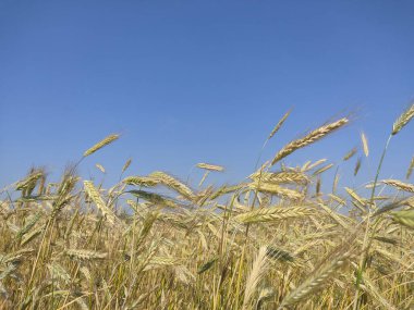 Tarım alanında açık bej rengi buğday başakları canlı mavi gökyüzü altında gün ışığında 