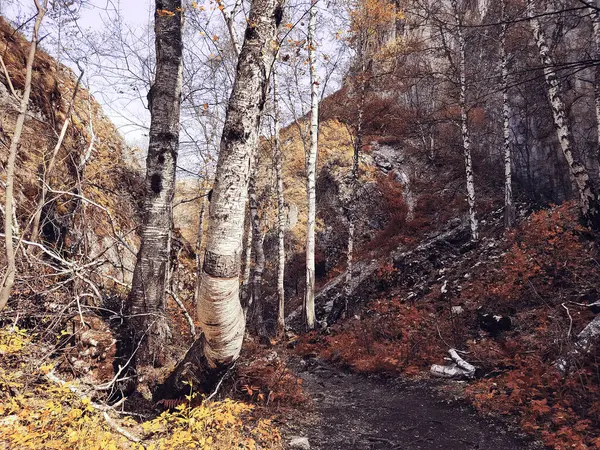 Sentier Étroit Entouré Rochers Avec Des Rochers Escarpés Grands Arbres — Photo