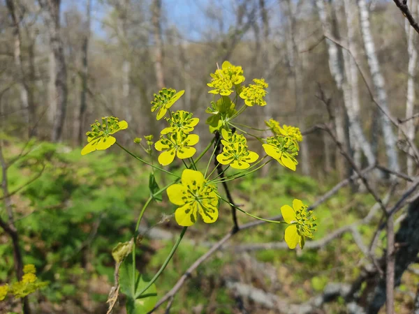 Ormanda, bulanık arkaplanda güneş ışığında canlı yeşil çiçeğin seçici odağı 