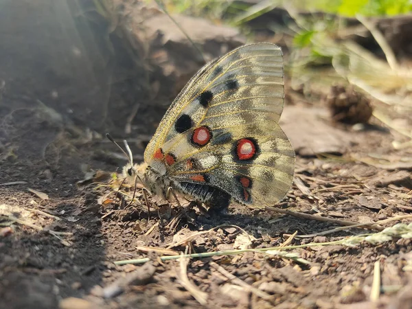 Kelebeğin seçici odak noktası. Arka plan bulanık ve güneş ışığında yerde büyük canlı kanatları var. 