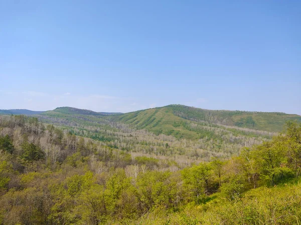 Ormanda bir sürü canlı yeşil ağaç ve açık mavi bulutsuz gökyüzünün altında küçük yeşil tepeler.