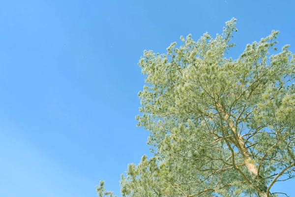 Karla kaplı uzun ağacın alçak açısı güneş ışığında canlı mavi bulutsuz gökyüzüne karşı
