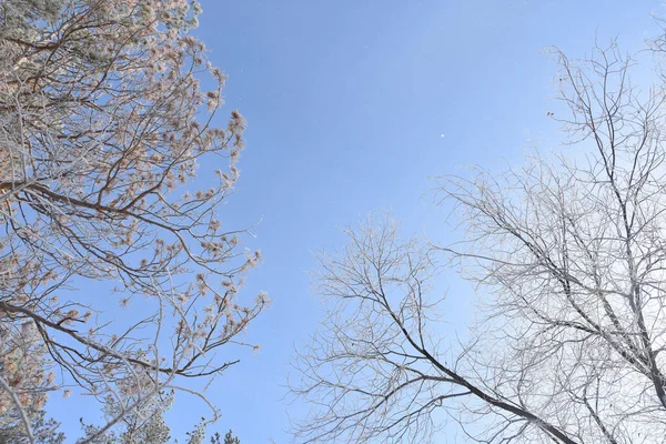 Yüksek yapraksız ağaçların alçak açısı. Üstünde kar var. Açık mavi bulutsuz gökyüzü altında.