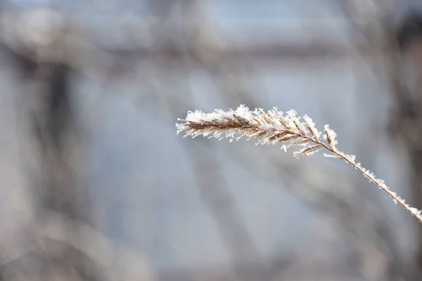 Kışın karla kaplı küçük kuru ot kulağının seçici odağı bulanık arka planda. 
