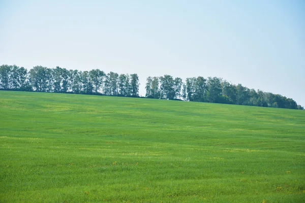 Açık mavi gökyüzünün altındaki küçük ağaçların yanındaki canlı yeşillik alanının seçici odağı 