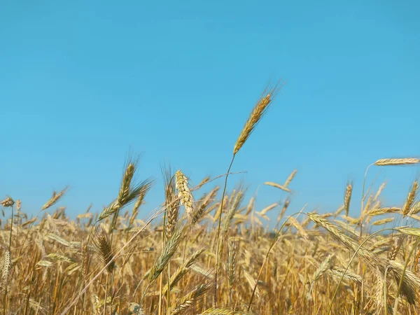 Tarım alanında açık bej rengi buğday başakları canlı mavi gökyüzü altında gün ışığında 